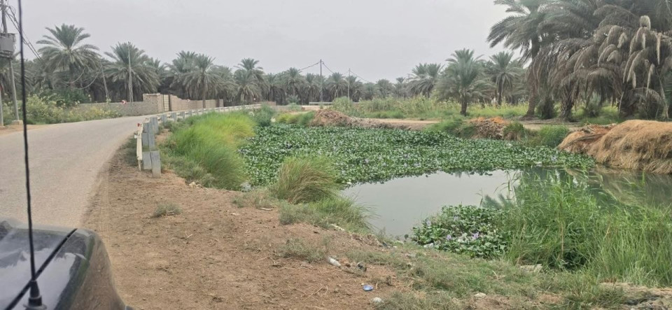 زهرة النيل تعرقل جريان المياه في نهر المشورب بكربلاء.. ومناشدات للتدخل العاجل