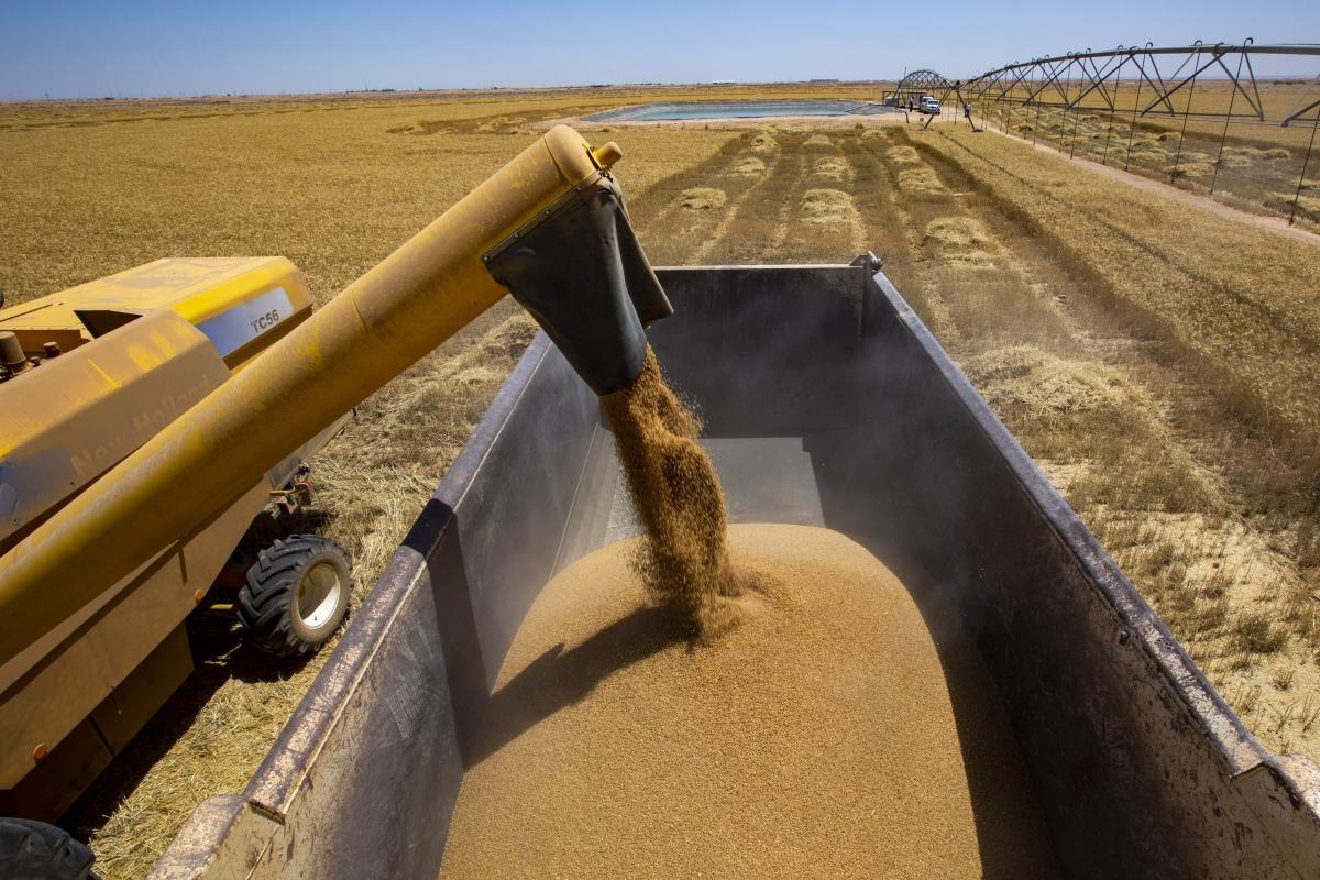 نائب يطالب بصرف مستحقات الفلاحين فور تسليم محاصيلهم