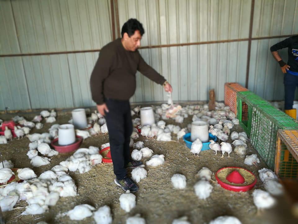 اغلاق محلات لبيع الدجاج الحي واتلاف أكثر من ( 200 ) دجاجة نافقة مُعَدة للبيع في كربلاء