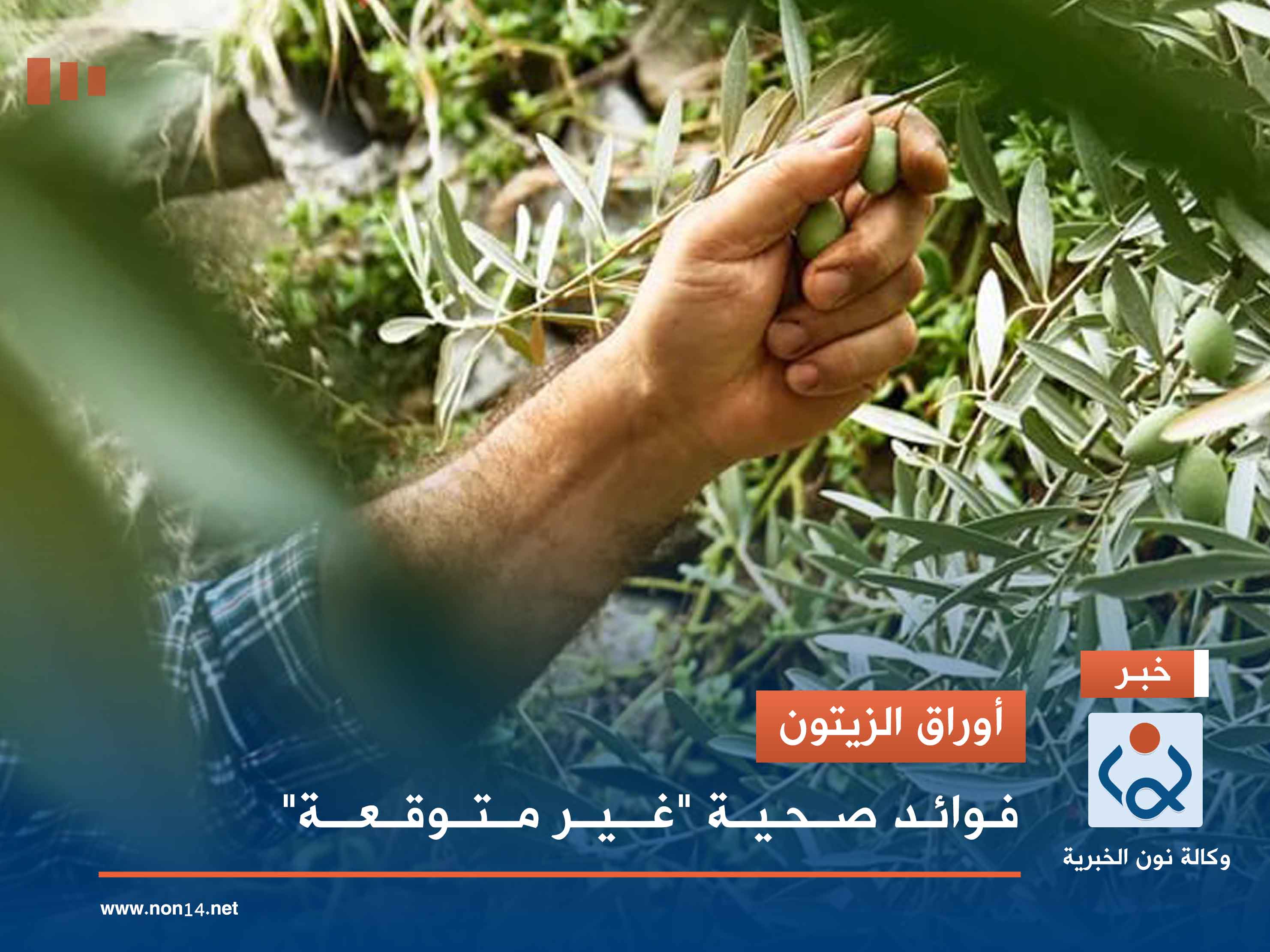 أوراق الزيتون.. فوائد صحية "غير متوقعة"