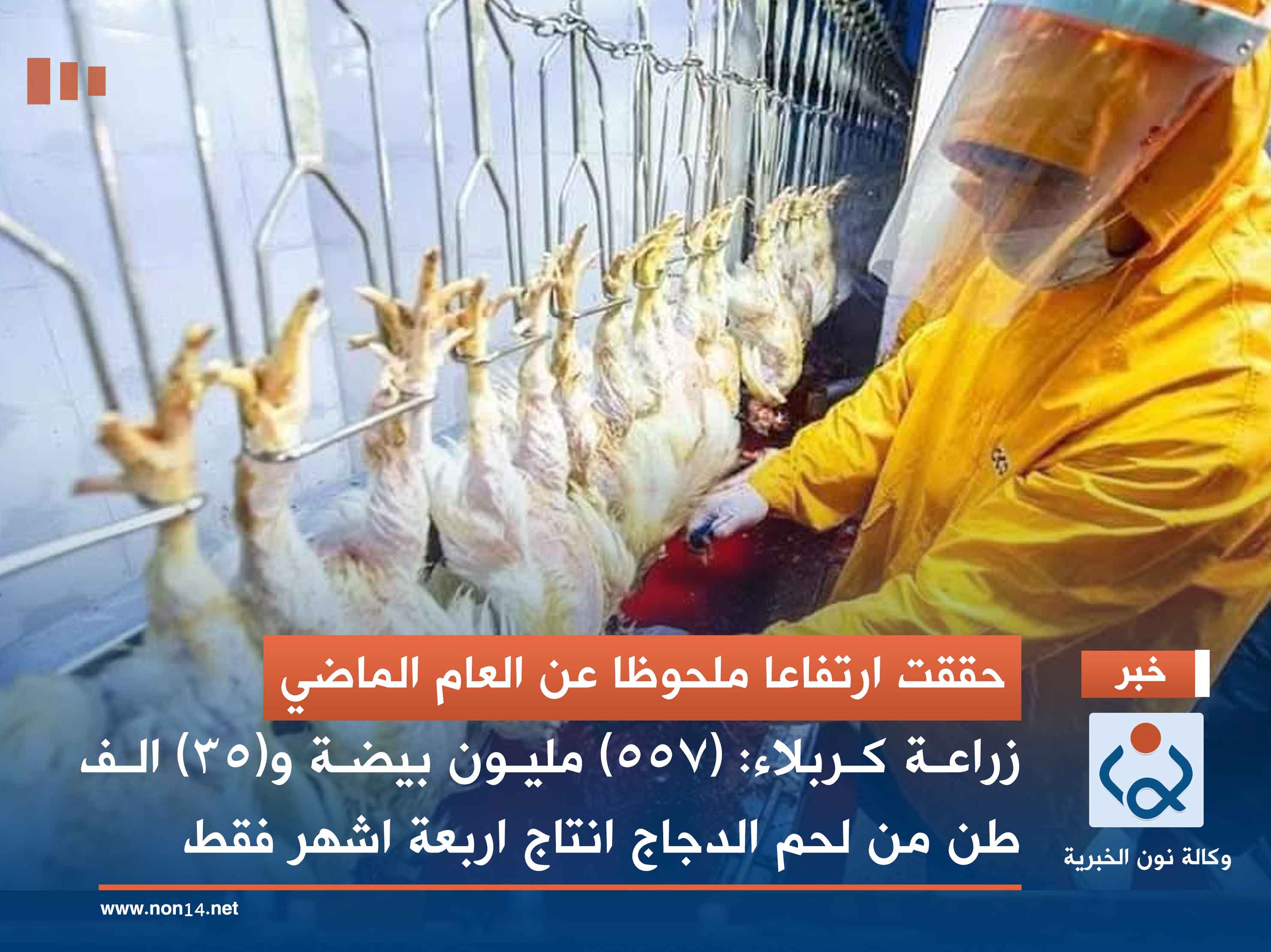 حققت ارتفاعا ملحوظا عن العام الماضي.. زراعة كربلاء: (٥٥٧) مليون بيضة و(٣٥) الف طن من لحم الدجاج انتاج اربعة اشهر فقط