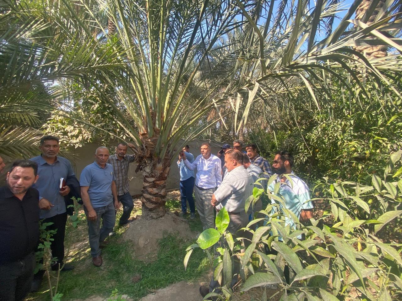 الابلاغ يحمي ملايين النخيل في كربلاء.. زراعة كربلاء: ظهور اصابات قليلة بسوسة النخيل مسيطر عليها بالكامل