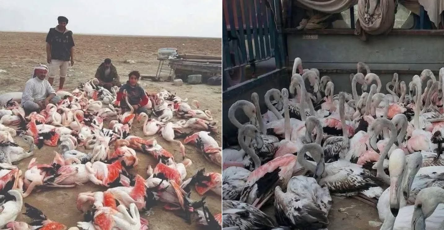 بغضون أقل من شهر .. 1000 طير مهاجر كانت ضحية الصيد الجائر بالعراق