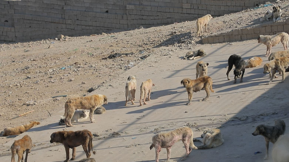 في منطقتين مختلفتين.. إصابة شخصين بهجوم لكلاب سائبة في كركوك