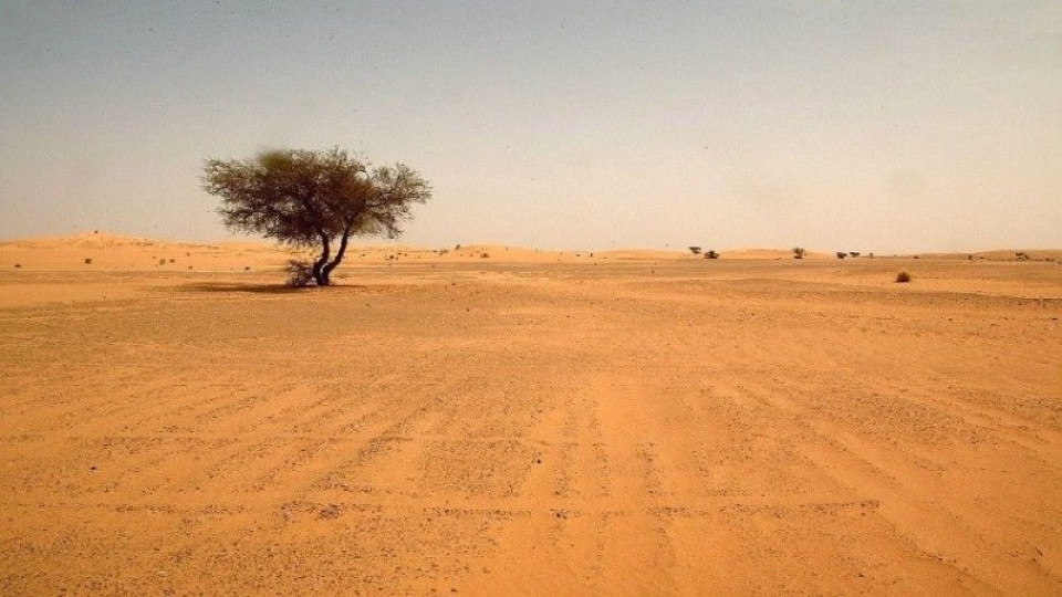 زُرعت بأراضٍ وهمية.. نائب سابق يفتح ملف الحنطة في العراق ويتحدث عن سرقة بمليارات الدنانير
