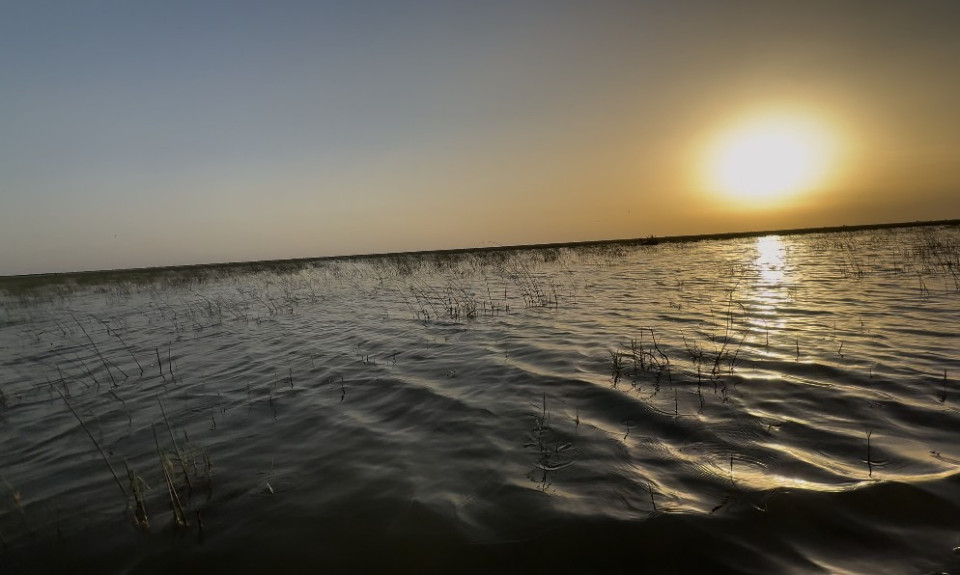 انتعاش تربية اسماك البني والكطان في هور " العودة " غرب محافظة ميسان