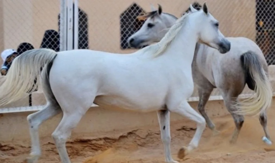 الزراعة تكشف تسجيل 6067 رأس خيل في العراق
