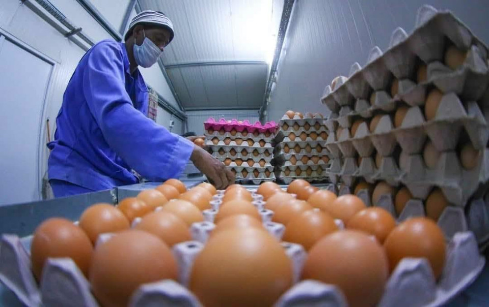 حصيلة النصف الاول من العام الجاري.. زراعة كربلاء: (681) مليون بيضة و(88) مليون دجاجة انتاج النصف الاول من العام الجاري