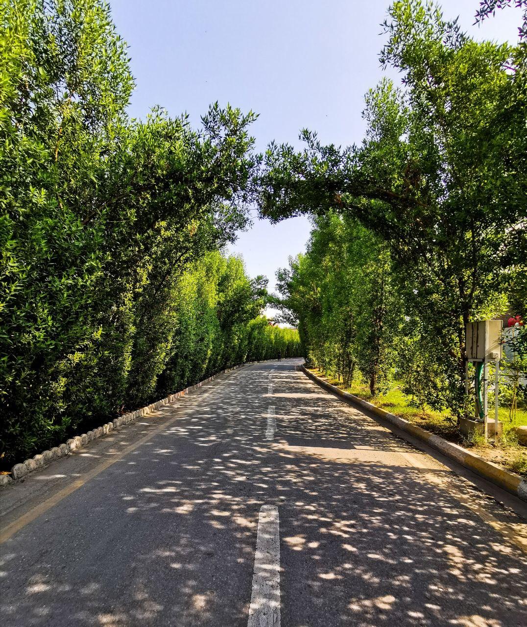 جولة صباحية في اجمل شارع بكربلاء (فيديو)