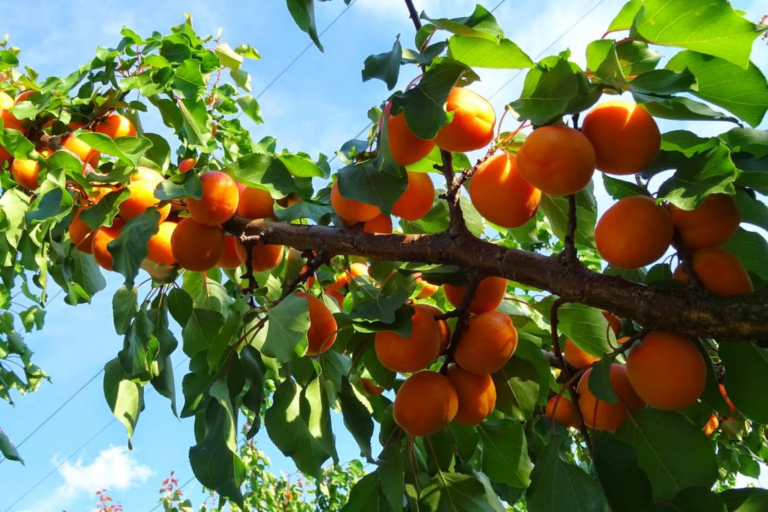 طبيبة تتحدث عن مخاطر المشمش