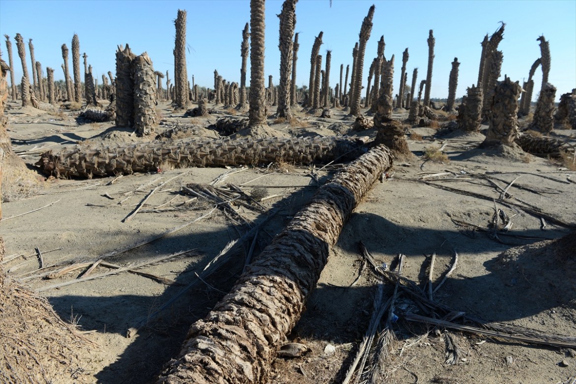 وادي الرافدين يريد استعادة نخيله