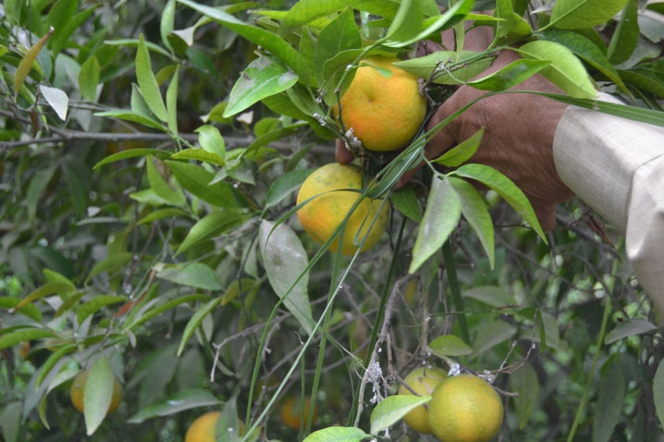 انتشار حشرتي ذبابة الفاكهة والياسمين البيضاء في بساتين كربلاء (صور)