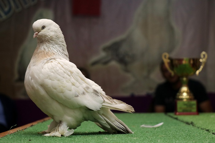 خلاف على "طيور" يتسبب بمقتل واصابة شخصين في بغداد