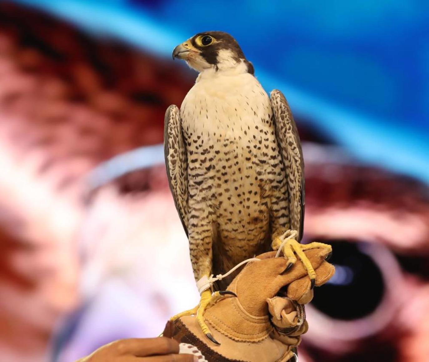 إحباط محاولة تهريب 13 صقراً في منفذ مطار بغداد الدولي (صورة)