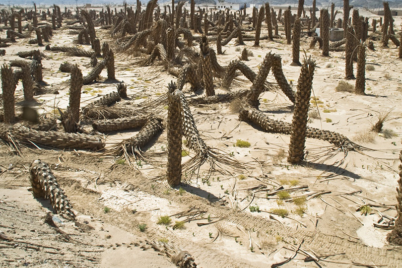 مجزرة النخيل في الدورة