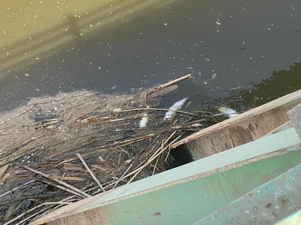 مخربون يرمون "سموماً" في مصب مياه بين محافظتين عراقيتين ويتسببون بنفوق الأسماك  (صور)