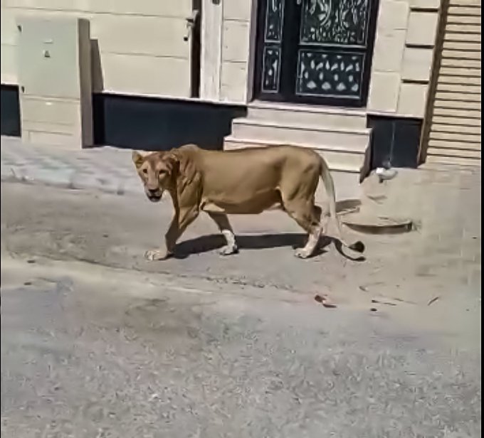 شرطة بغداد: سنحاسب مقتني "الحيوانات المفترسة" وندعو للتبليغ عنهم