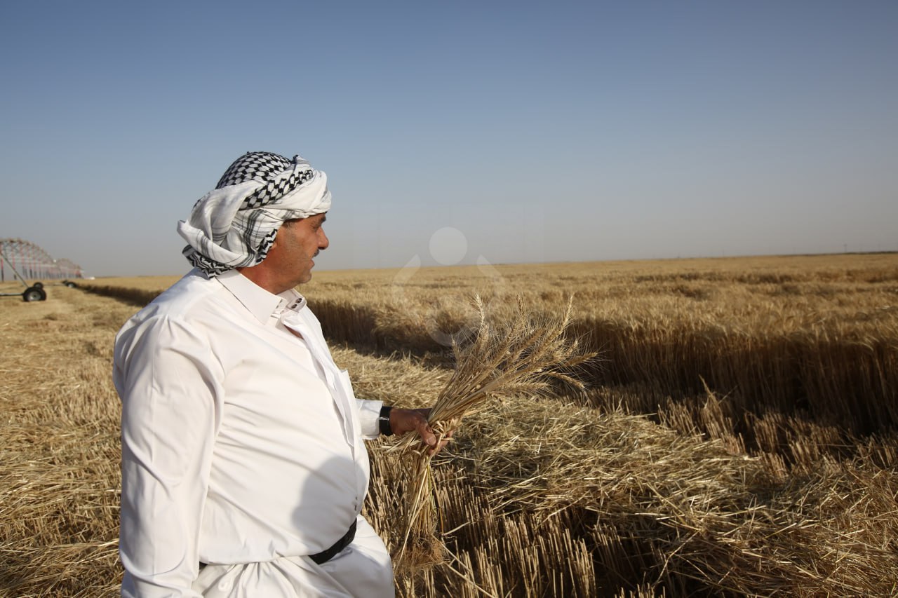 موسم تسويق الحنطة.. التجارة تحدد أعلى المحافظات إنتاجاً