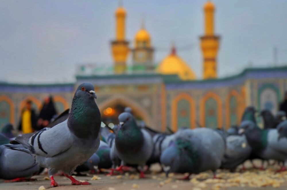 لماذا يتواجدُ في المراقد المقدسةَ: "حَمامُ الحضرةِ"عائلةٌ تتكونُ من 300 نوعاً (فيديو)