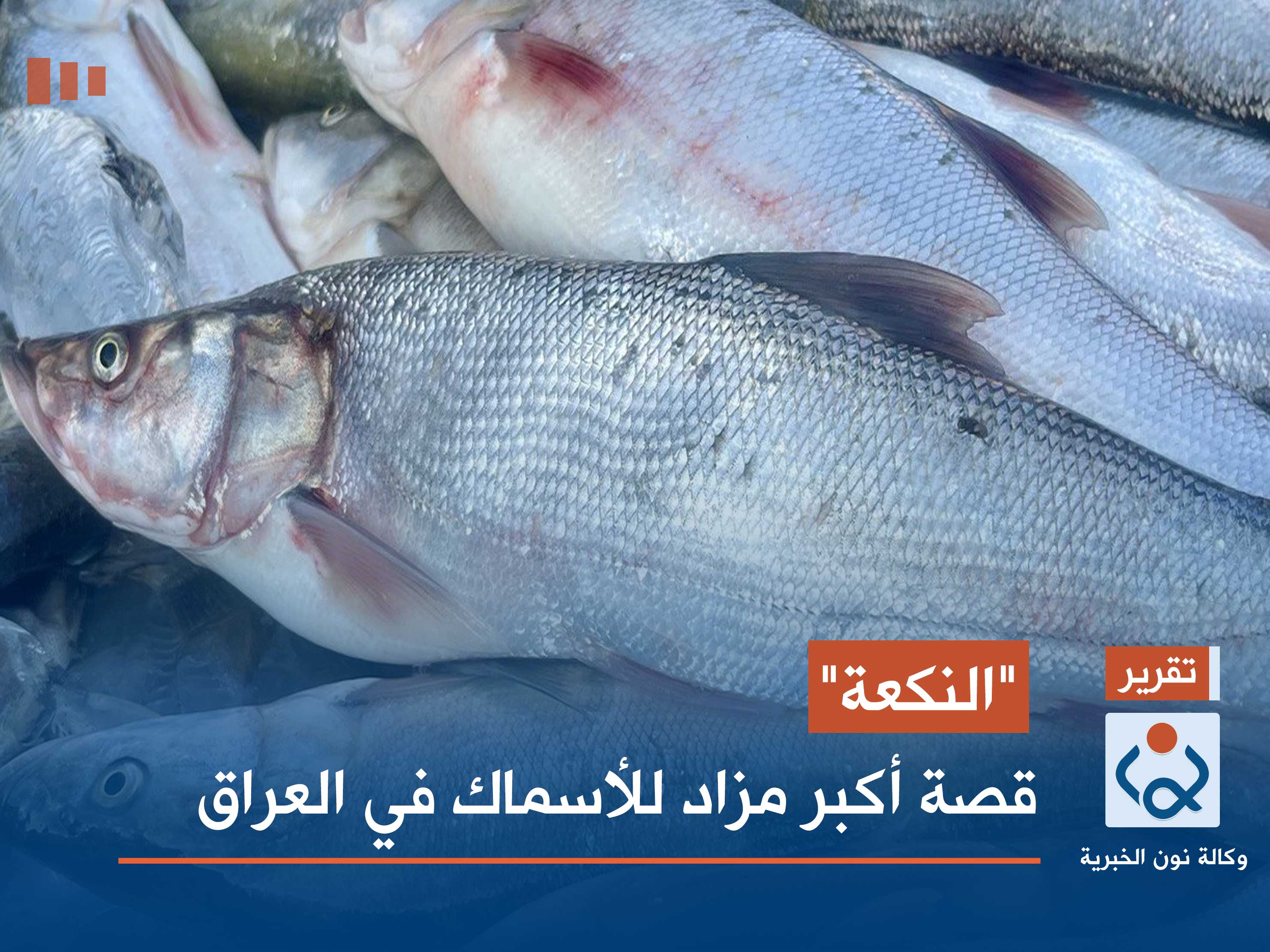 "النكعة".. قصة أكبر مزاد للأسماك في العراق