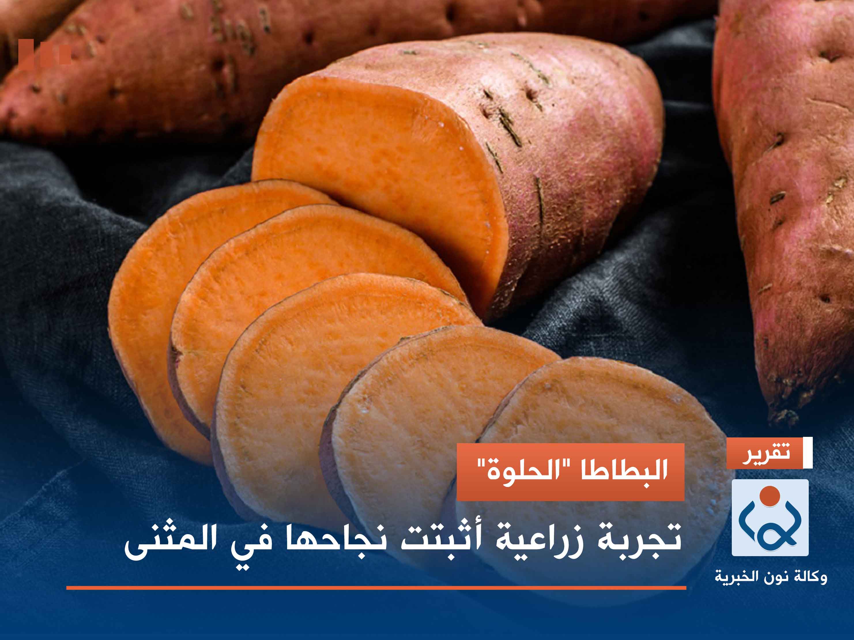 البطاطا "الحلوة".. تجربة زراعية أثبتت نجاحها في المثنى