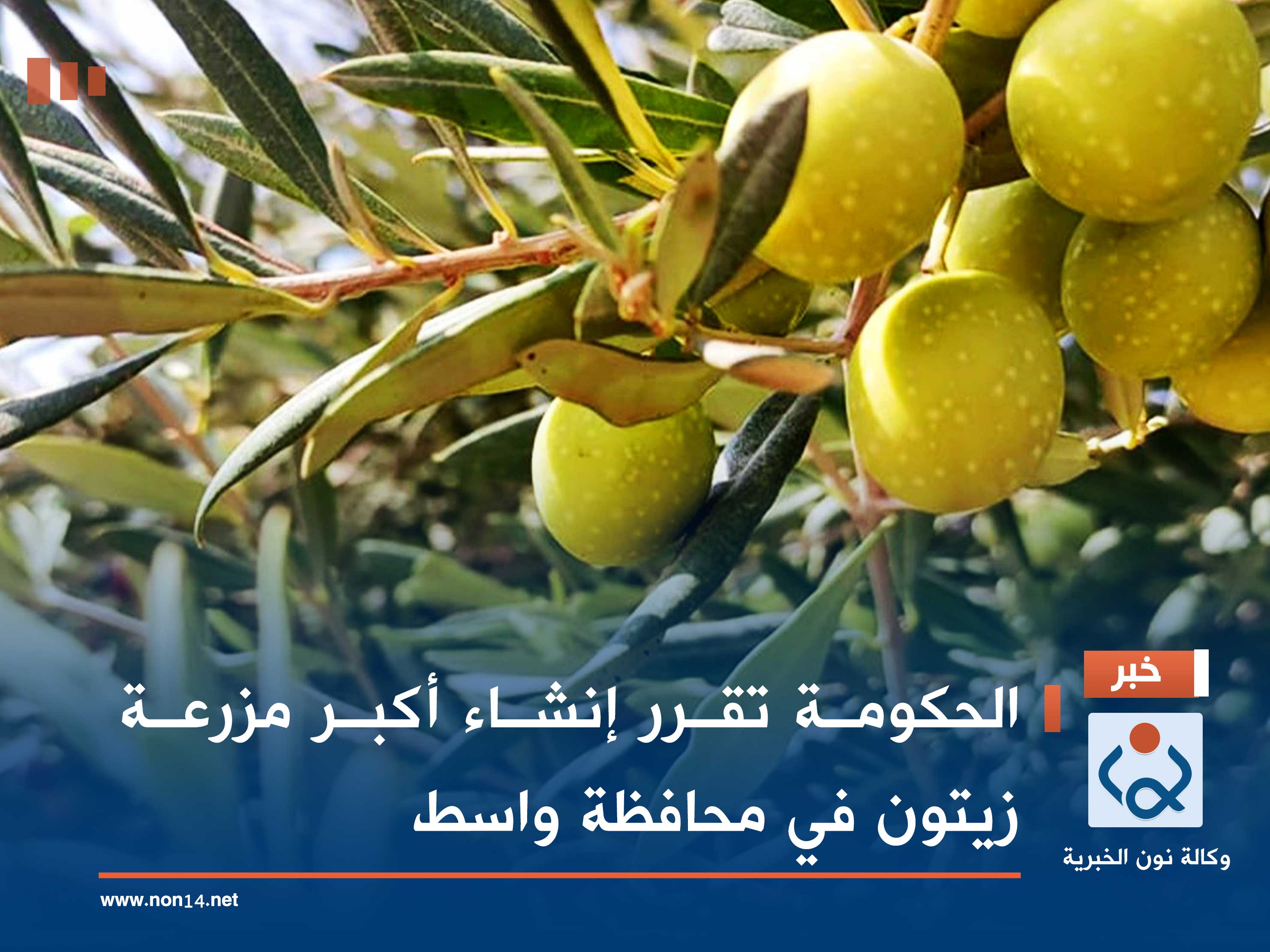 الحكومة تقرر إنشاء أكبر مزرعة زيتون في محافظة واسط