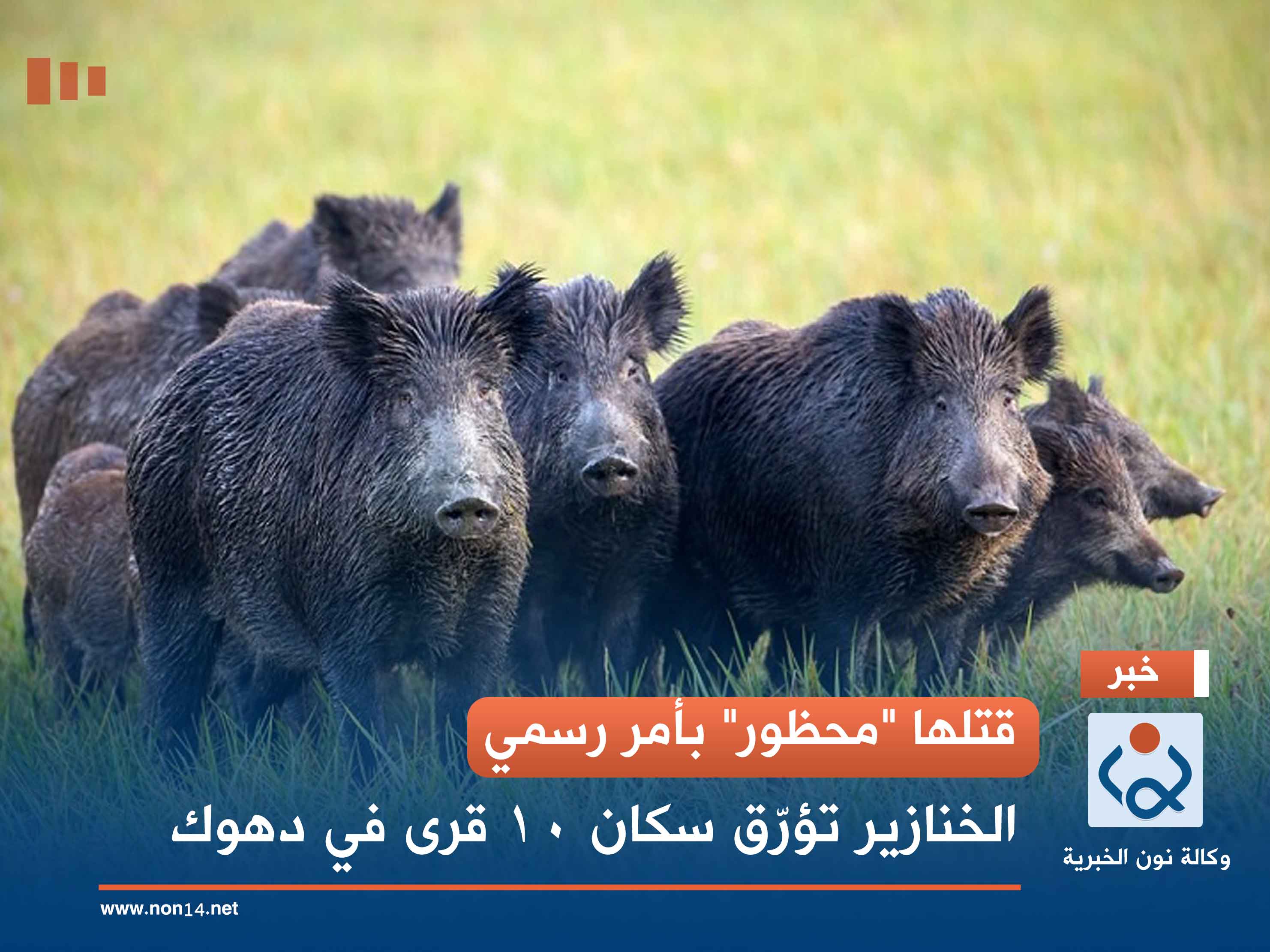 قتلها "محظور" بأمر رسمي.. الخنازير تؤرّق سكان 10 قرى في دهوك