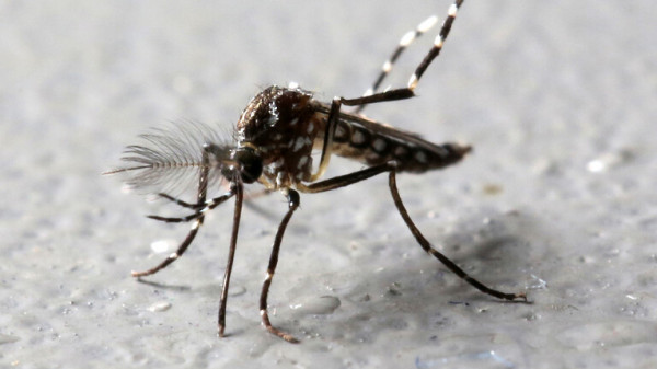 مع قدوم الربيع والصيف.. هل ينقل البعوض والذباب (كورونا)؟