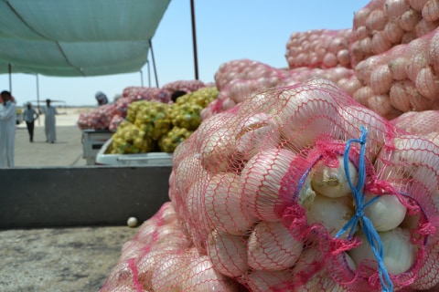 مزارعو كربلاء يناشدون بإغلاق المنافذ الحدودية لوفرة محصول البصل الذي يشهد وقت الذروة