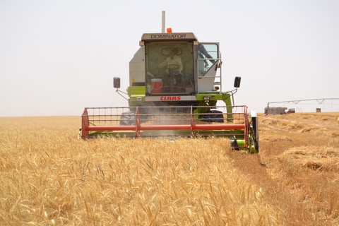 بدء موسم حصاد الحنطة والشعير في كربلاء والجمعيات الفلاحية تطالب بتوفير الدعم اللازم للاستمرار بالزراعة