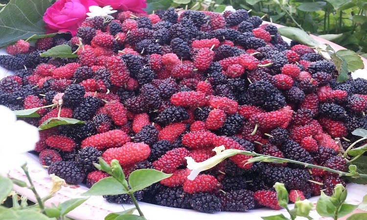 دراسة: فاكهة في متناول الجميع يمكن أن تكون علاجا لكورونا