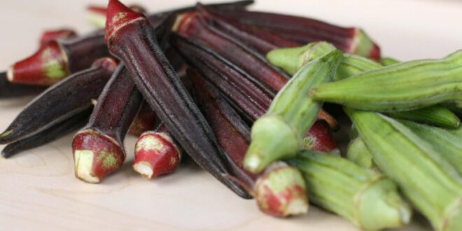 عشرة فوائد صحية للبامية .. منها تنظيف الرئتين والوقاية من مرض السرطان