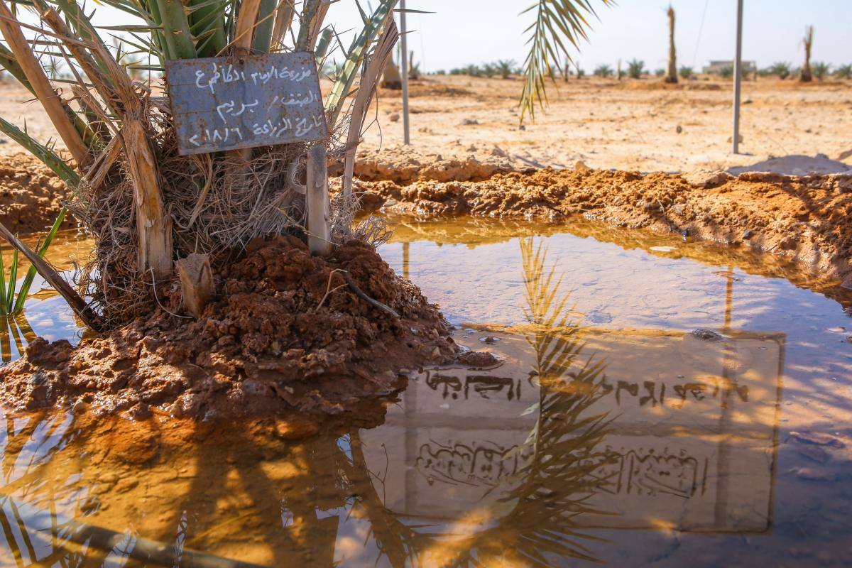 مزارعُ الساقي للنخيل: أصنافٌ نادرة تعيد الهويّة الزراعيّة الوطنيّة للبلاد ..تعرف على اهم الاصناف  (تقرير)