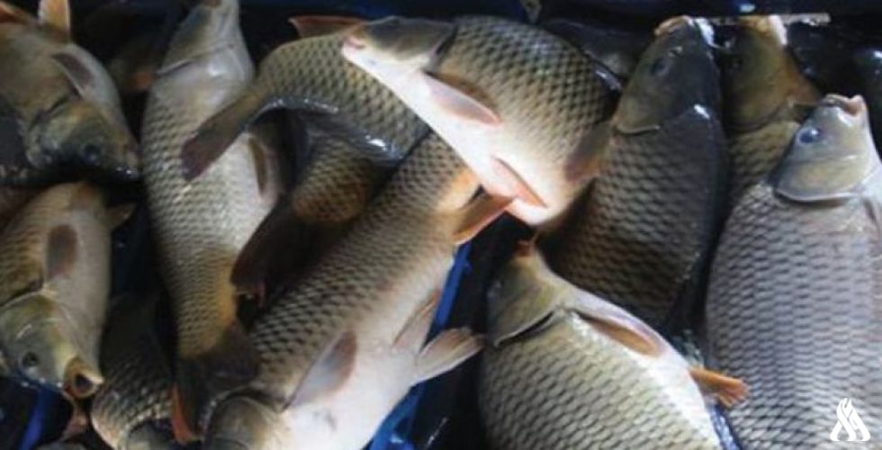 الزراعة تصدر بيانا عن الثروة السمكية