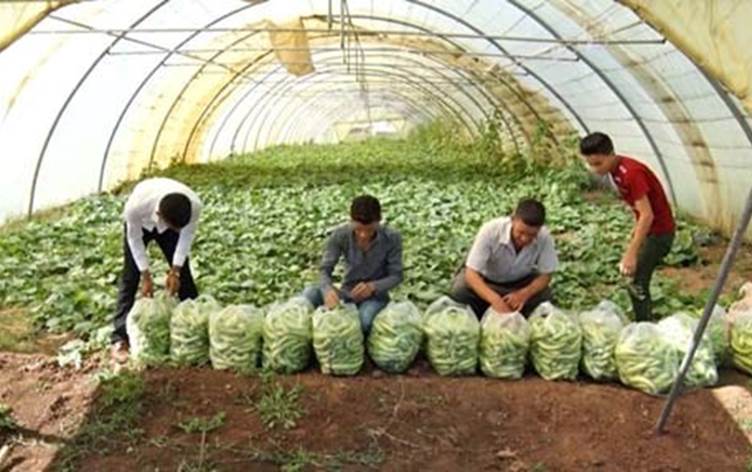 كربلاء: زراعة اكثر من 16 الف دونم بالمحاصيل الخضرية في كربلاء