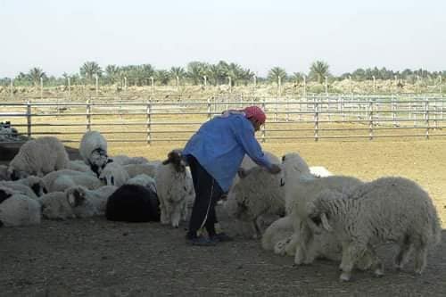 الجمعيات الفلاحية في كربلاء تدعو إلى تقديم الدعم لمربي الثروة الحيوانية  في المحافظة