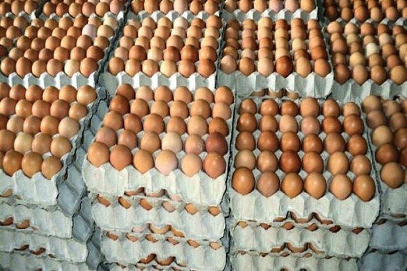 كربلاء: انتاج اكثر من ( 50) مليون بيضة مائدة خلال الاشهر الثلاثة الاولى من عام 2021