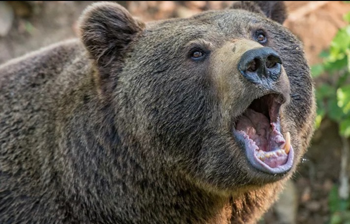 دب يفترس شابا حاول إطعامه في بغداد