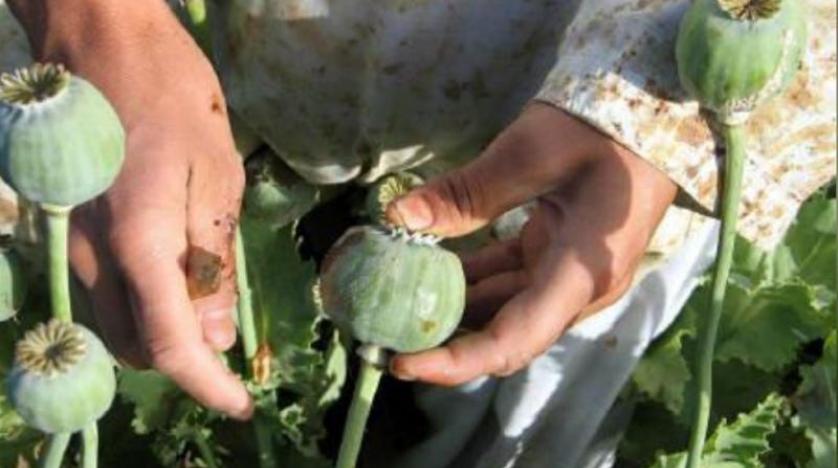 الداخلية: العراق يخلو من زراعة أو انتاج المخدرات