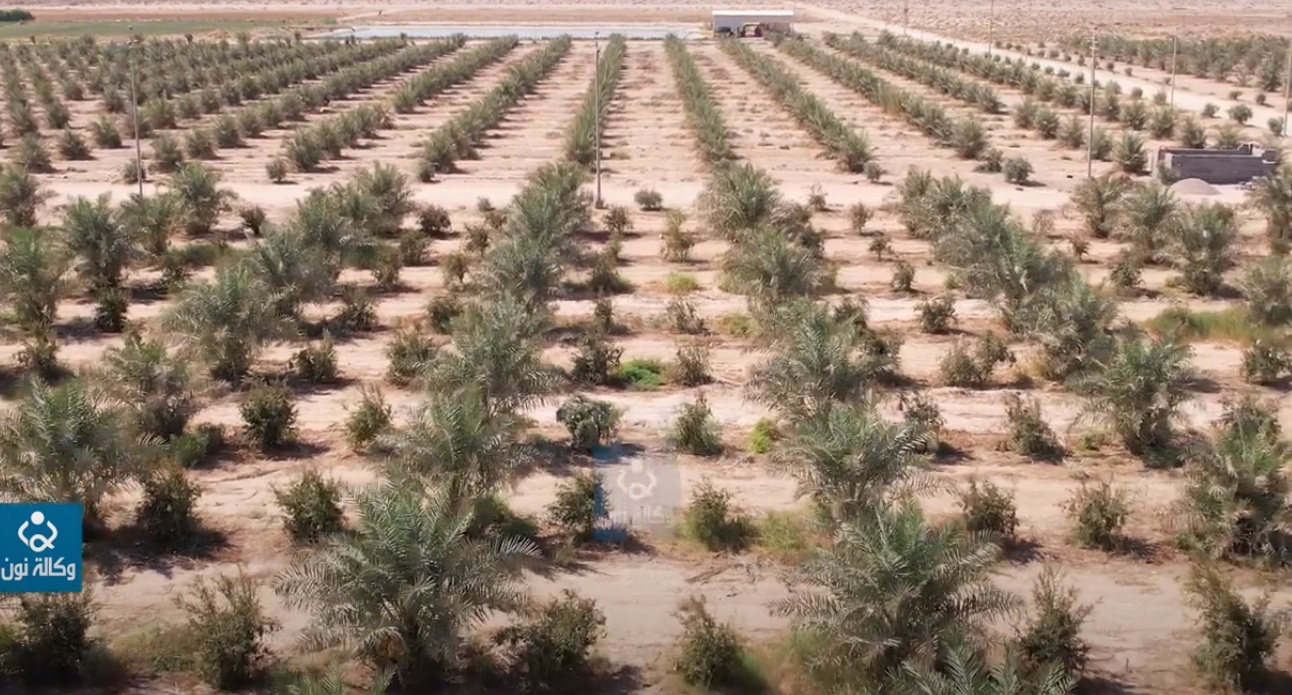 فيديو:مزرعة فدك في كربلاء.. كانت صحراء فتحولت الى غابة من نخيل واعناب وزيتون ورمان