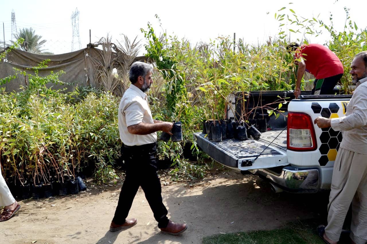 نحالو كربلاء يبادرون بشراء شتلات أشجار اليوكالبتوز لتوزيعها على أقضية ونواحي المحافظة(مصور)