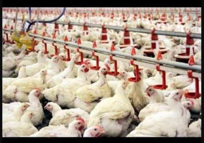 كربلاء تسوق أكثر 1932 طن من لحوم الدواجن إلى اسواقها المحلية