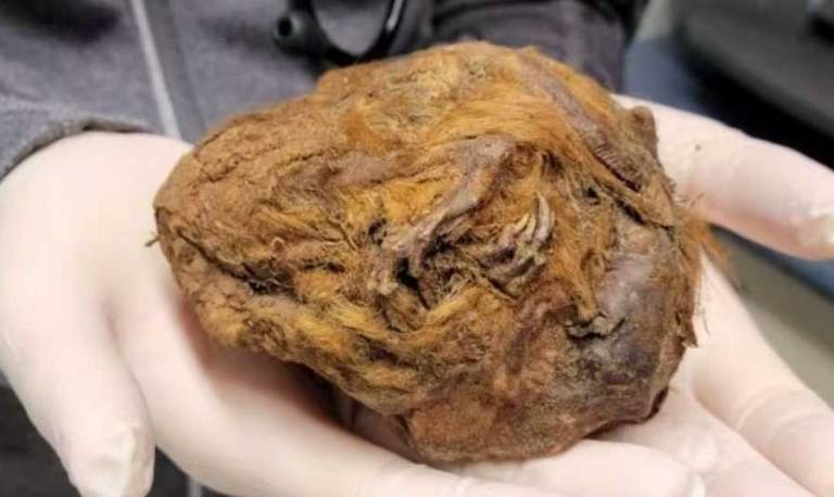 العثور علی سنجاب محنط يبلغ من العمر 30 ألف عام