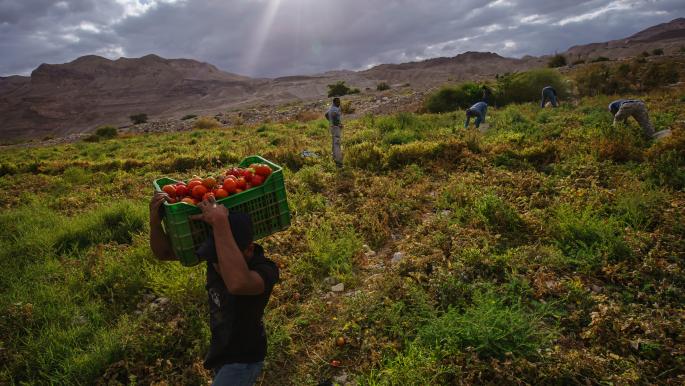 الأردن يصدّر 500 طن من الطماطم لإسرائيل في أسبوع لتعويض نقصها بالسوق رغم استمرار المجازر فی غزة!