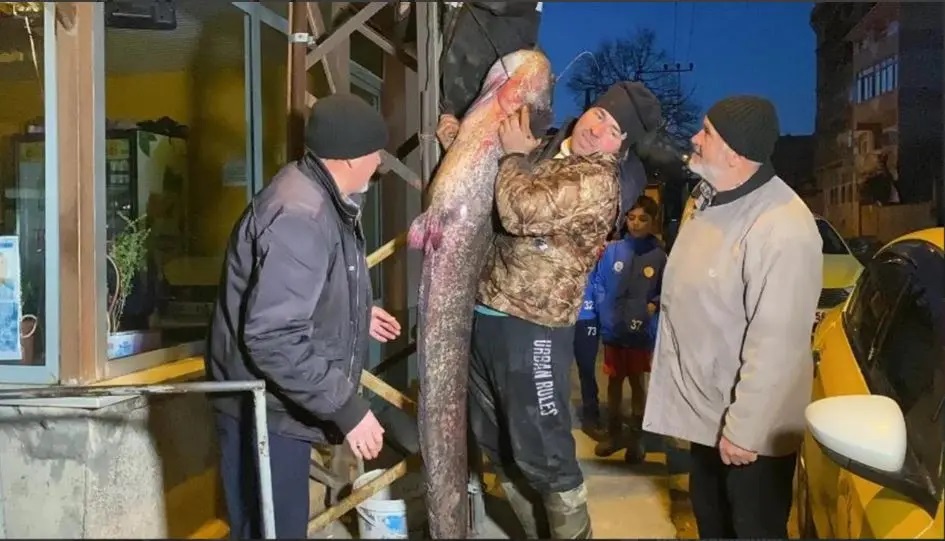 تركيا.. سمكة تزن 71 كلغ تدفع صياديها إلى عالم الشهرة