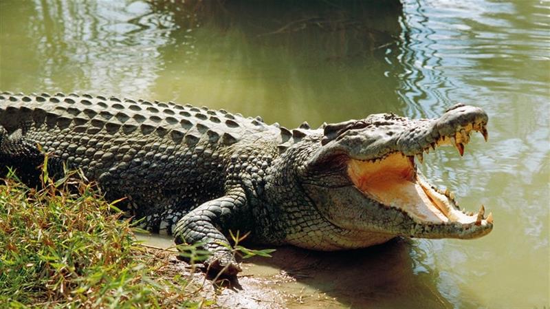 جريمة مروعة.. أم تلقي ابنها المعاق في نهر تماسيح وتلوم زوجها