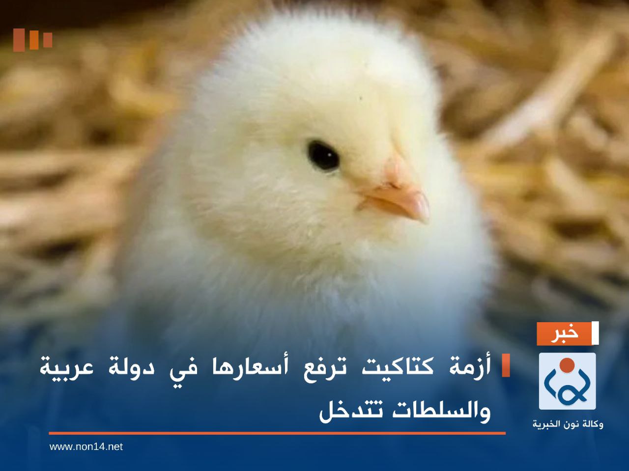 أزمة كتاكيت ترفع أسعارها في دولة عربية والسلطات تتدخل