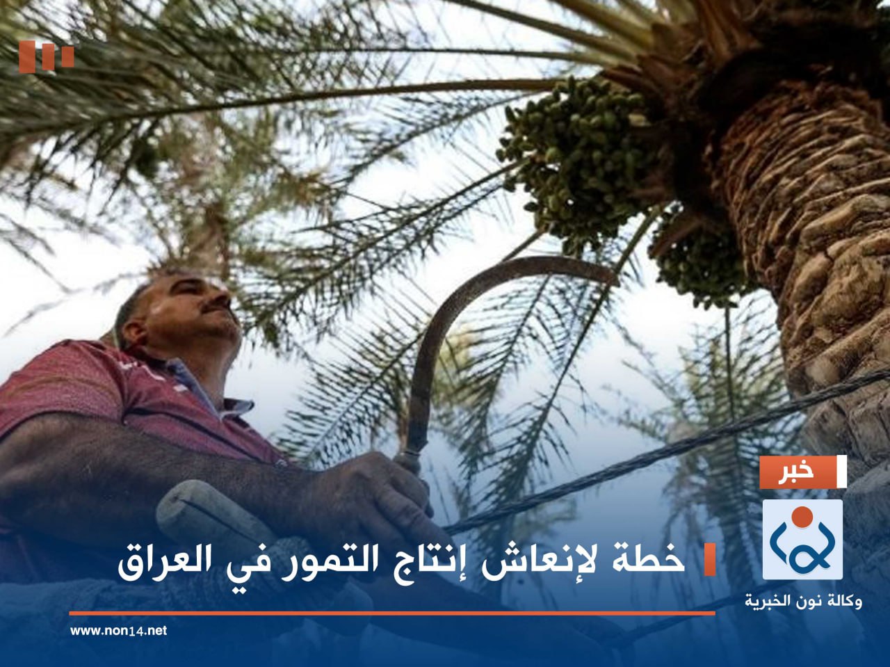 خطة لإنعاش إنتاج التمور في العراق